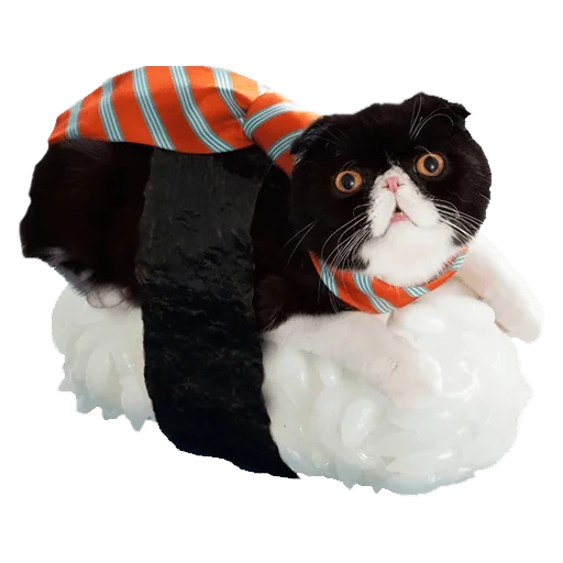 cat de sushi, gato rodillo, sushi cat, cat de sushi, conjunto de sushi de gato