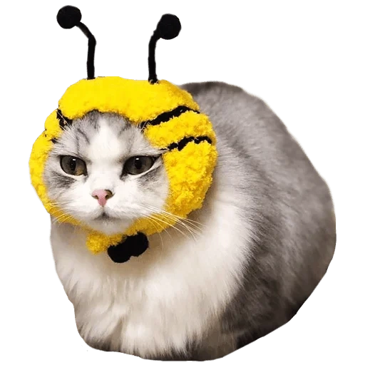 cat, кот, кот костюме пчелы