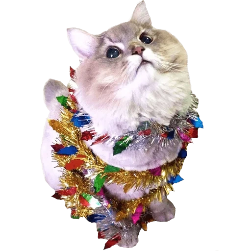 gato, cão do mar, selo do selo, gato em aquarela, flores de gato aquarela