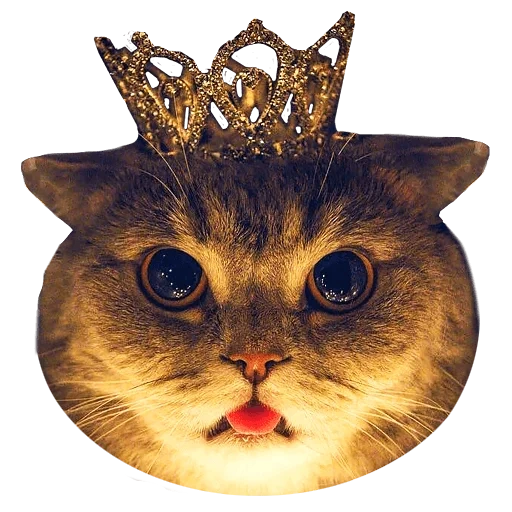 chat à la couronne, chat à la couronne, le chat est une couronne de la tête