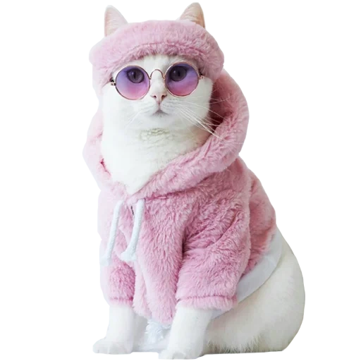 chat rose, chat zappa, le chat est rose, lunettes roses, les chats mignons sont drôles