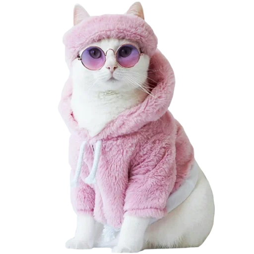 die rosa katze, die zappa katze, pussy pink, katze rosa brille, süß pussy ist lustig