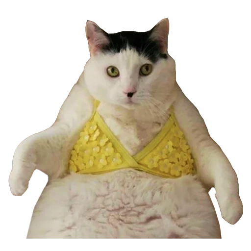 cat, кот, толстый кот, смешной толстый кот