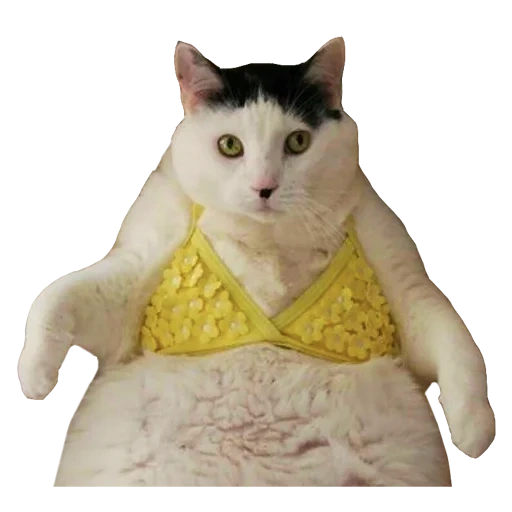 cat, cat, fat cat, funny fat cat