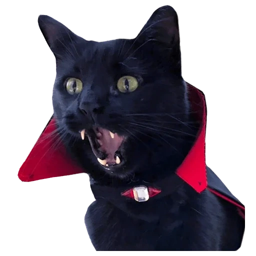gato vampiro, gato drácula, earl mryakula cat, variedade de gato drácula