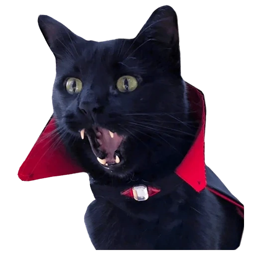 gatto vampiro, gatto dracula, conte mryakula gatto, varietà di gatto dracula