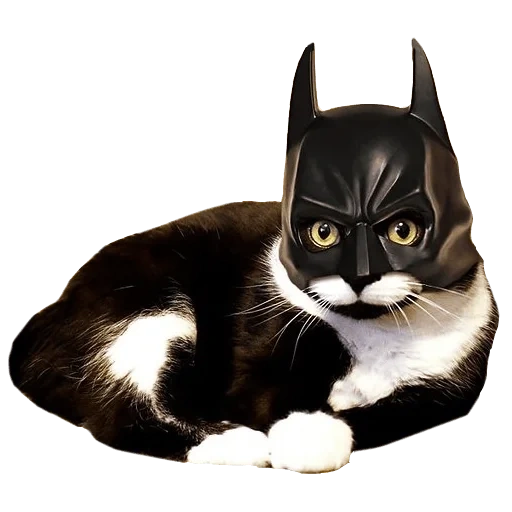 cat, cat cat, batman the cat, batman with cat mask, batman in cat