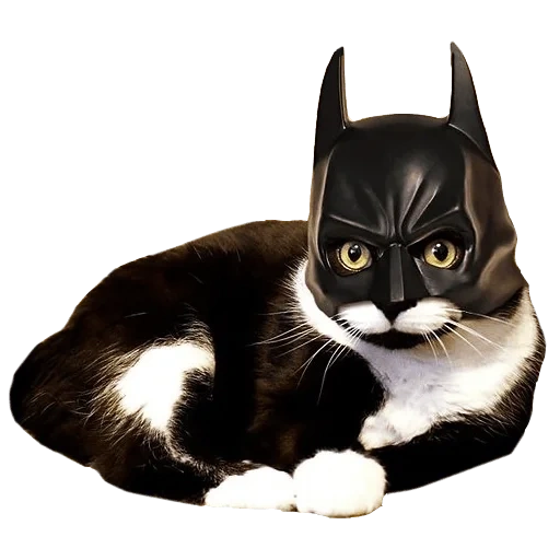 chat, chat chat, chat batman, cat mascck batman, costume de chat batman