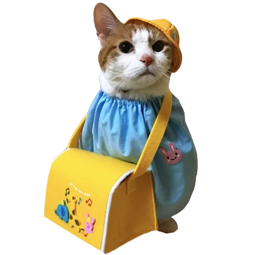 chat, le chat est un chanteur, costumes catcals, vêtements de chat cool