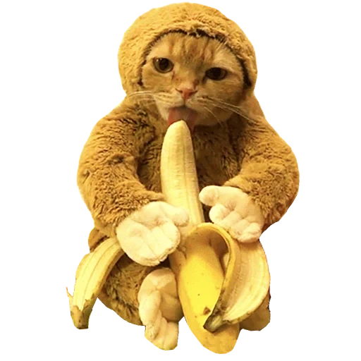 bananier, le chat est banane, le singe mange une banane, le chat est un costume de banane