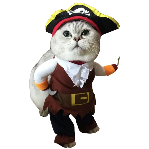 кошка, кот пират, кот костюм, кот пират гифка, капитан джек котофей