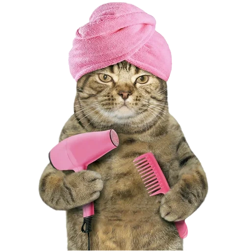 кот, cat, кошка полотенцем голове