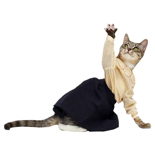 cat, pakaian kucing, kucing berpakaian, navy seal