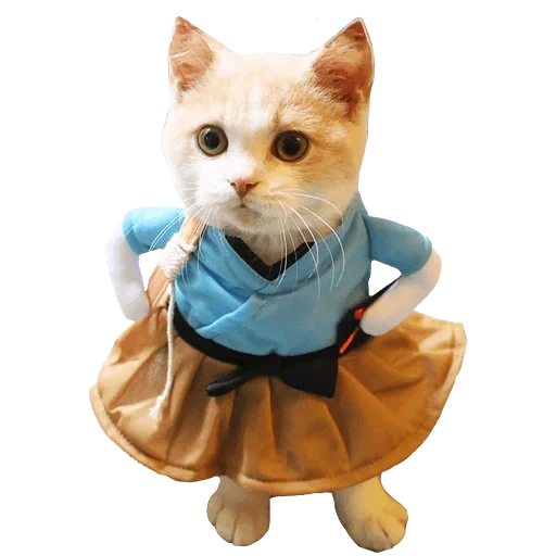 cat suit, cat's clothes, seal, cute cat set