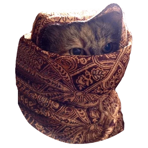 chat, chat d'un foulard, écharpe de prédilection, le foulard gonflé mâle, les foulards des hommes sont des snides aliexpress