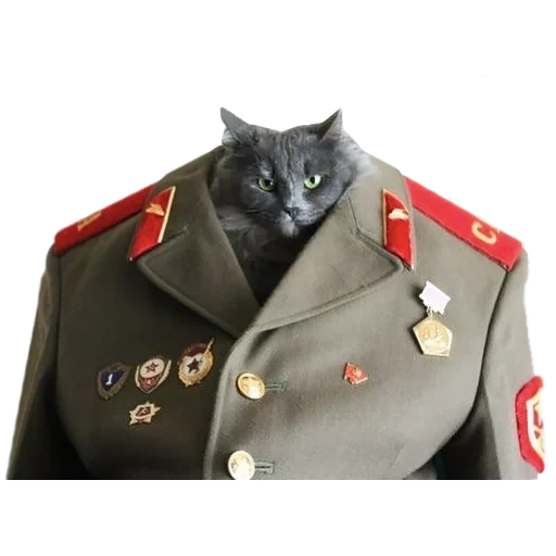 кот, кот офицер, кот военной форме, коты военной форме, котик военной форме
