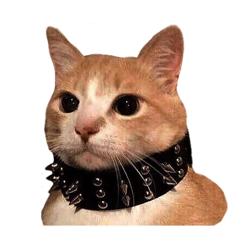 cat, cat collar, a cat with a spiked collar