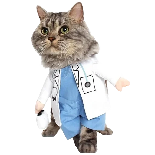 кот врач, кошка врач, доктор кот, котик доктор, кошка доктор