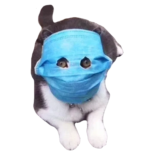 canaliser, masque de chat, le chat est un masque médical, un chat dans un masque médical, masque de chat du coronavirus