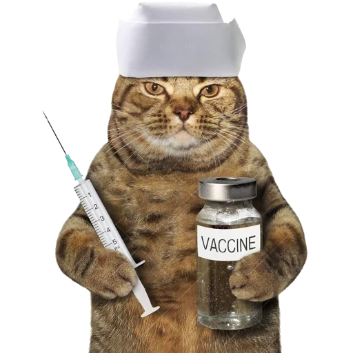 dr cat, le chat avec une seringue, chat malade, kitty doctor, un chat dans un masque médical