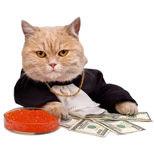 gatto, gatto ricco, gatto d'affari, gatto del denaro, grande gatto d'affari