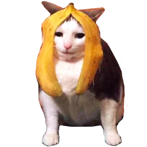 anti-winks, cat meme 2021, set gatto banana