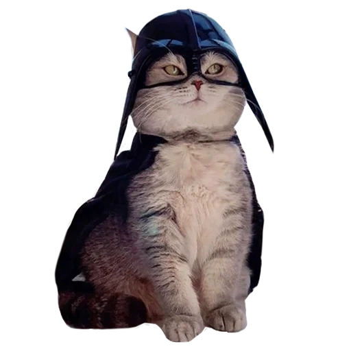 chat, chat benson, sweat-shirt pour chat avec un mème de capot