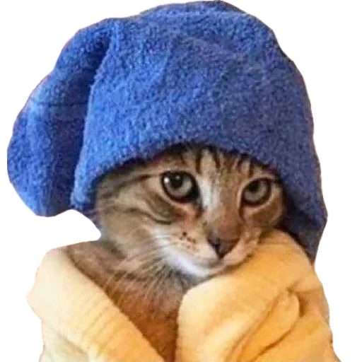 gato, focas, gato sombrero, cabeza de gato, sombrero de gatito