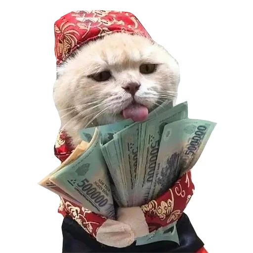cat, money cat, a rich cat