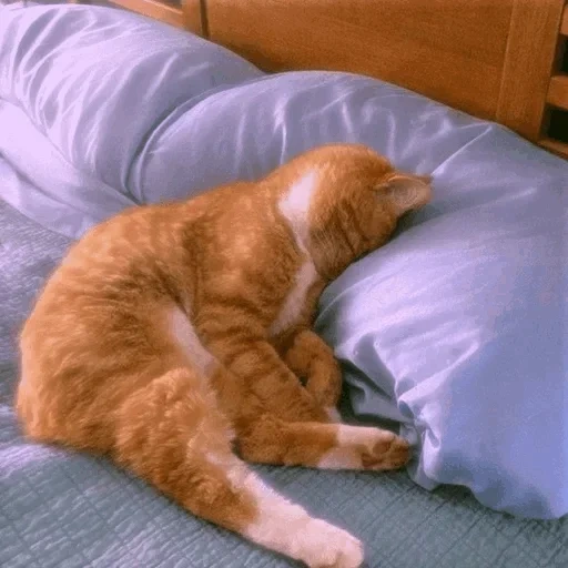 кот, сонный кот, кот ленивый, уставший кот, уставший котик