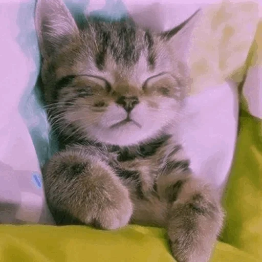 котик, милые котики, полосатый котенок, спокойной ночи котик, спокойной ночи котенок