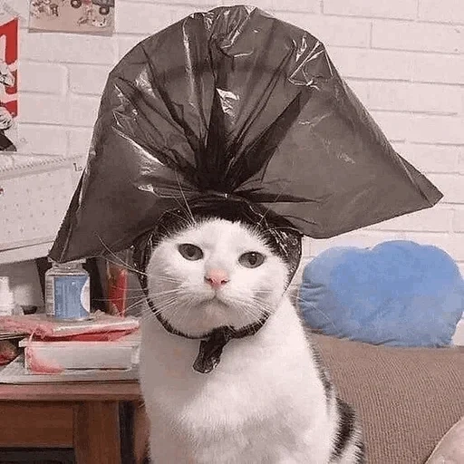 кот, котик, кошка, кот мем, котик пакетом голове