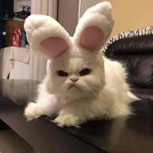 bunny, злая зая, смешной котик, забавные животные, кот заячьими ушами