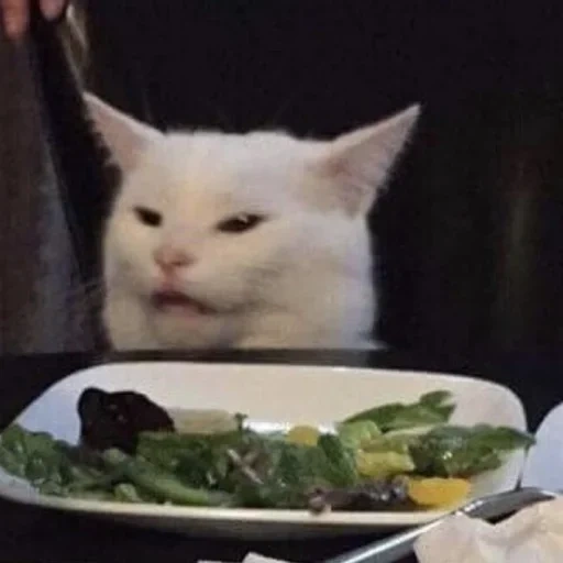кот, коты мемы овощами, кот мема за столом, мем котом за столом, милые котики смешные
