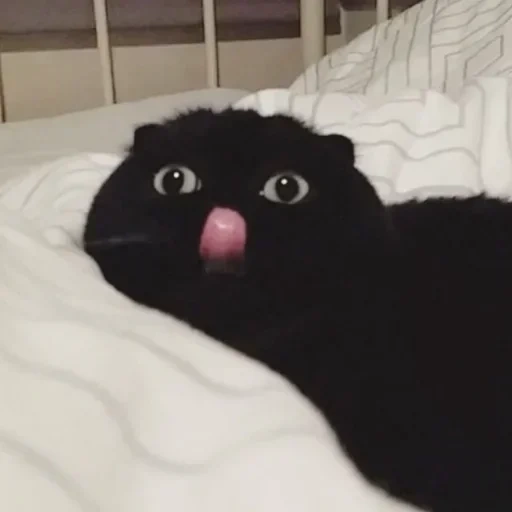 кот, котик, черный кот, чёрный котик, черный кот показывает язык
