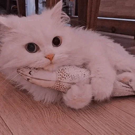 котик мяу, кошка пушистая, перс котенок белый, белая кошка пушистая, белый персидский котенок