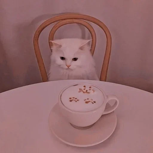 кот кофе, котик утро, милые котики, доброе утро котик, милые котики смешные