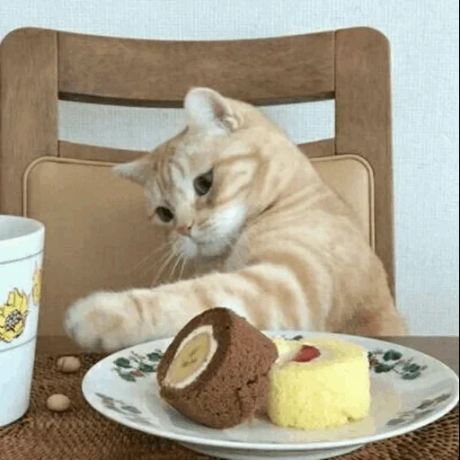 cat, кот, котики, кот завтракает, животные домашние