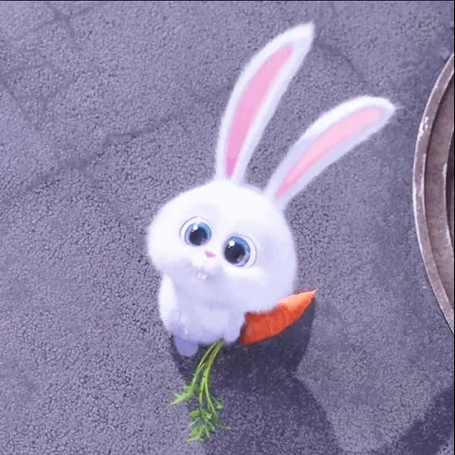 lapin mignon, bunny bunny, boule de neige de lapin, la vie secrète du lapin, la vie secrète du lapin de compagnie