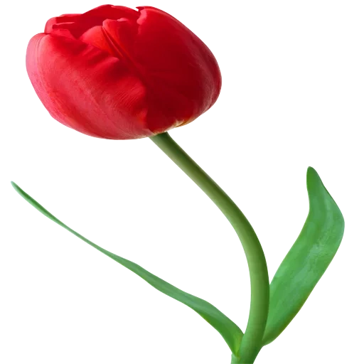 тюльпаны, тюльпан детей, цветок тюльпан, тюльпаны красные, красный тюльпан казань