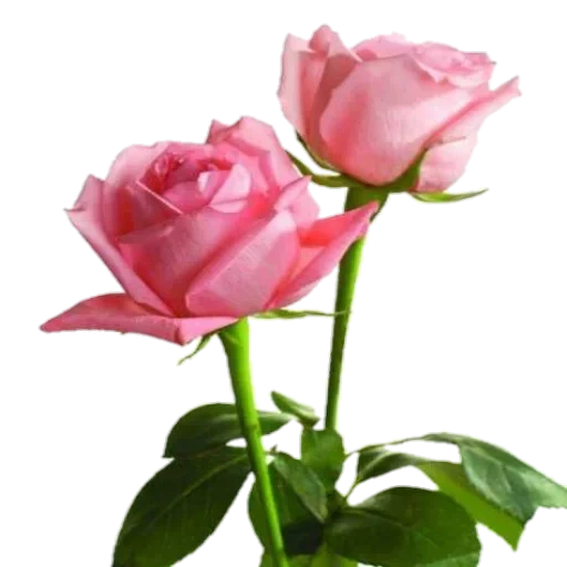 розовые розы, цветы розовые розы, светло розовые розы, бледно розовые розы, happy birthday wishes for lover