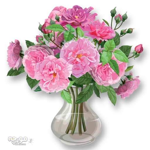 гвоздики вазе, розовые розы вазе, пионы вазе белом фоне, кустовая гвоздика букет, букет чайных роз белом фоне вазе