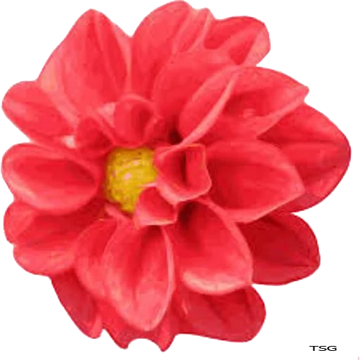 flores, flores rojas, flores clipartes, georgin es rosa, flores escarlata clipart
