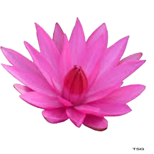 flor de loto, loto rosa, loto flor, el lirio de agua es rosa, lotus rosperaus purpur