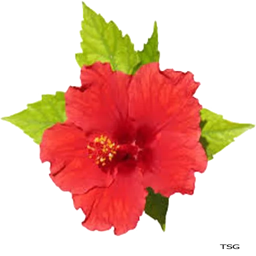 hibisco, flor de hibisco, hibisco chinês, a estrutura da flor de hibisco, hibisco rosa chinês