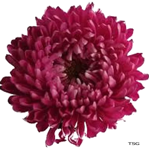 chrysanthemums, chrysanthemum bourgogne, chrysanthemum rouge violet, vue chrysanthème d'en haut, chrysanthemum bourgogne violet