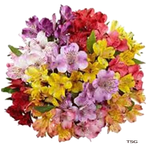 mezcla de alstromería, mezcla de alstromería, ramo de alastromeria, flores de alstromeria, bouquet of alstromeria