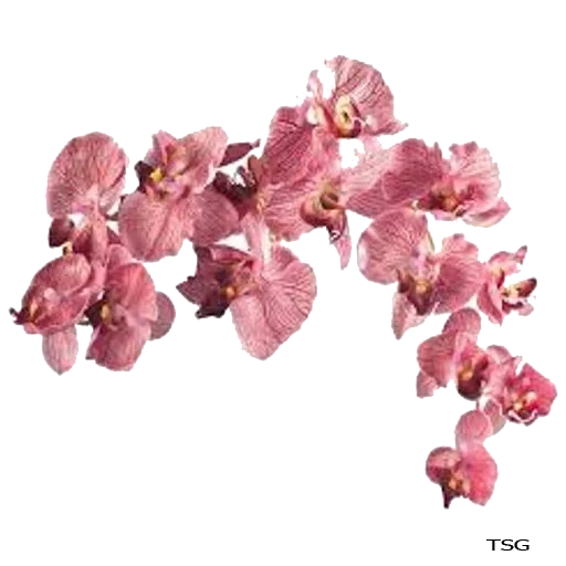 orchidée, fallaeneopsis, falenopsis calipso, falenopsis d'orchidée, orchidée malva phalaenopsis