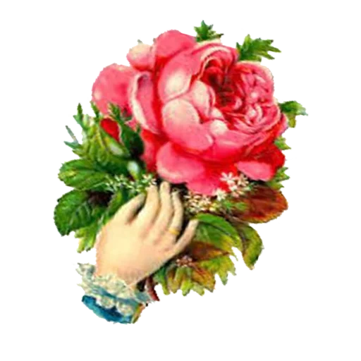 roses vintage, main avec des fleurs, fleurs vintage, illustration de fleurs, fleurs victoriennes