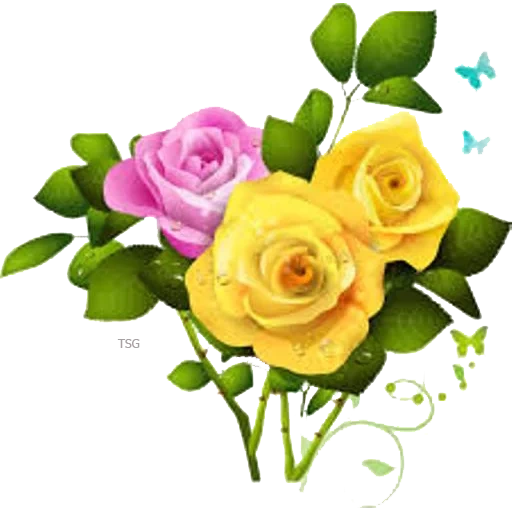 rose gialle, rose senza uno sfondo, bellissimi fiori, fiori rose gialle, fiori con uno sfondo trasparente